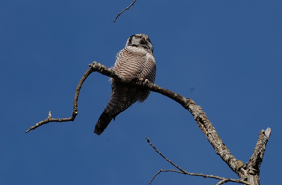 Northern Hawk Owl - Guy L. Monty