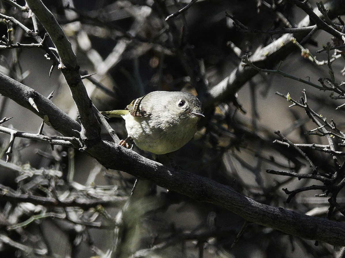 Ruby-crowned Kinglet - ML616587514