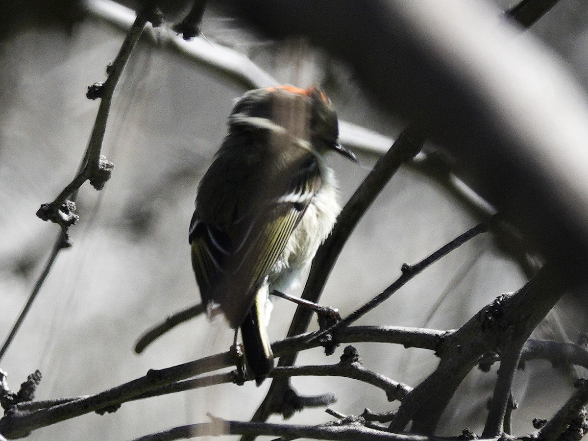 Ruby-crowned Kinglet - ML616587515