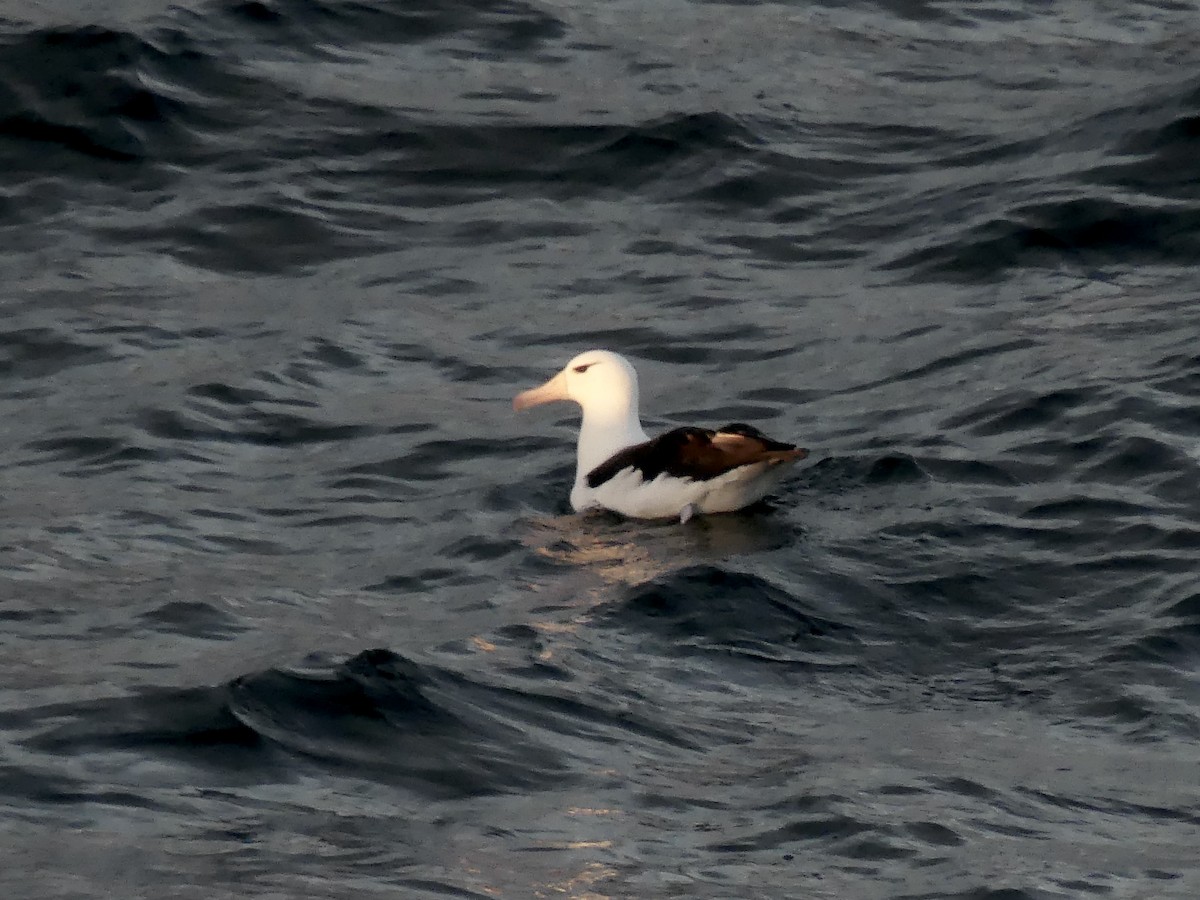 albatros černobrvý (ssp. melanophris) - ML616587519