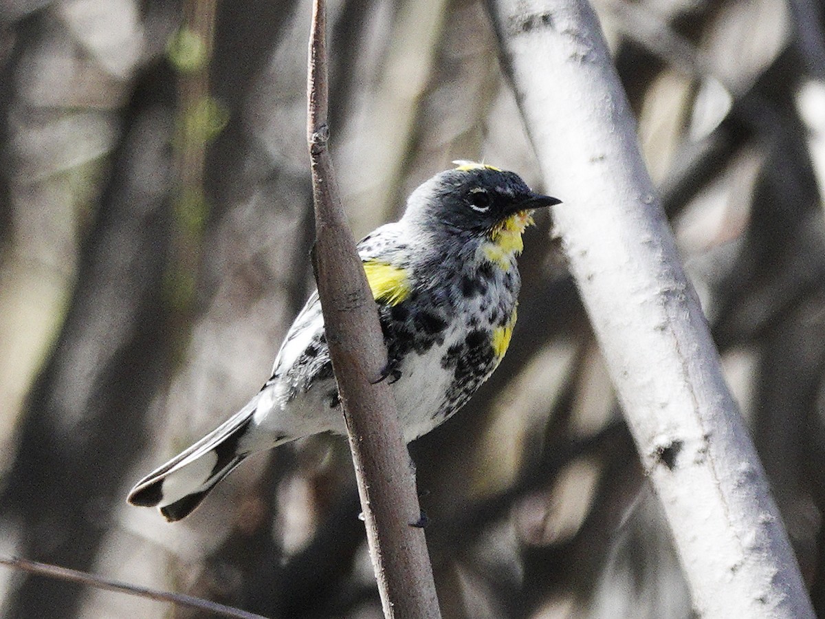 Yellow-rumped Warbler (Audubon's) - ML616587523