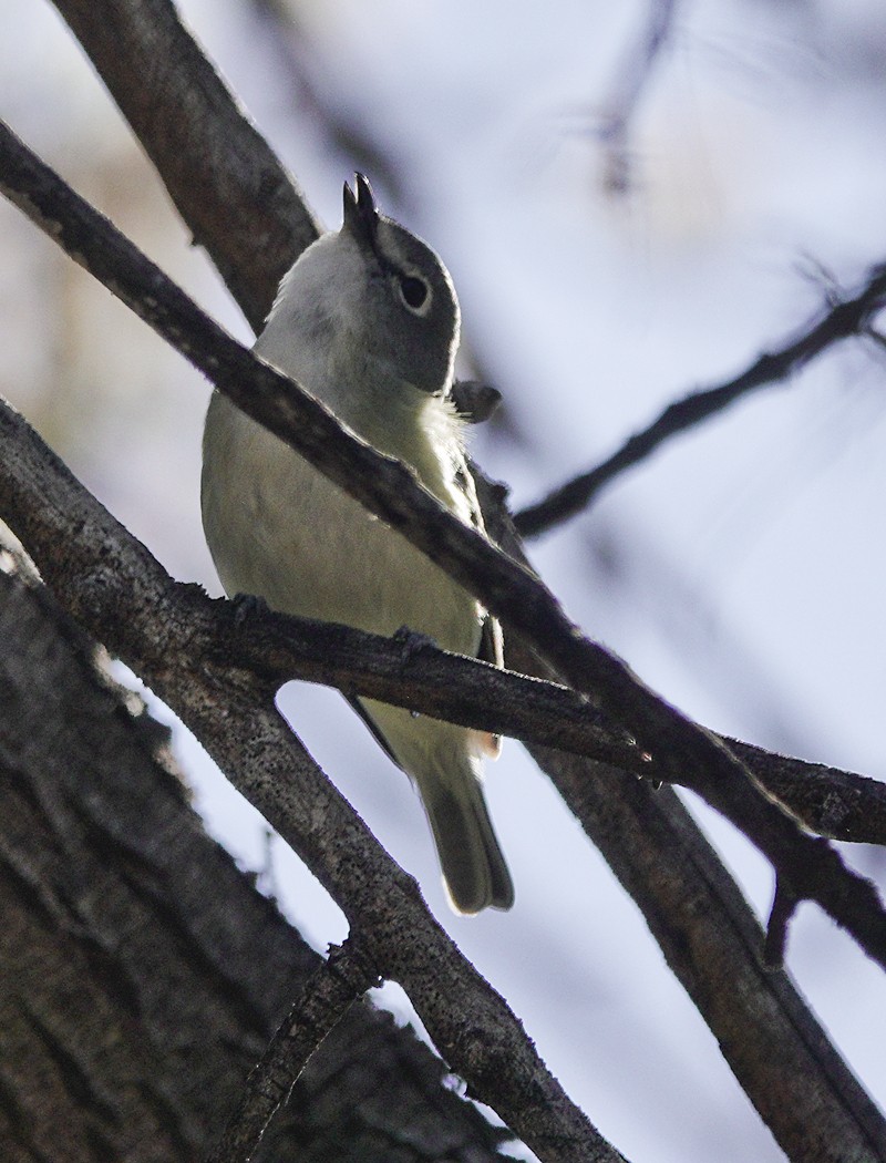 Vireo de Cassin - ML616587563