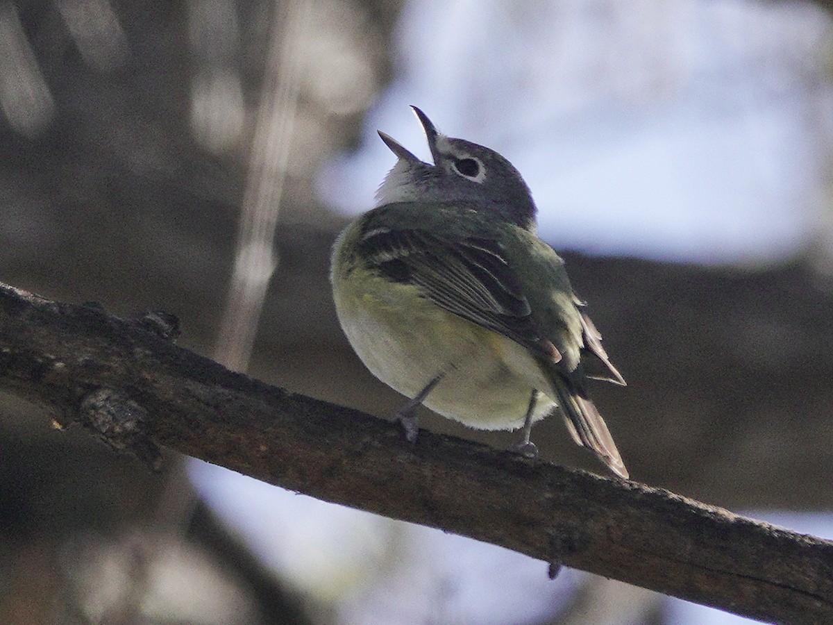 Cassin's Vireo - Kathleen Dashiell