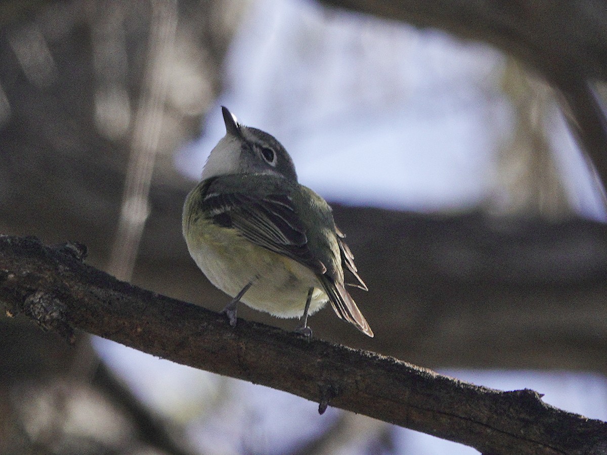 Cassin's Vireo - ML616587565