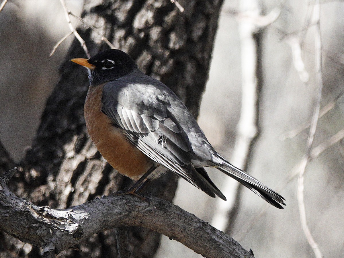 American Robin - ML616587587