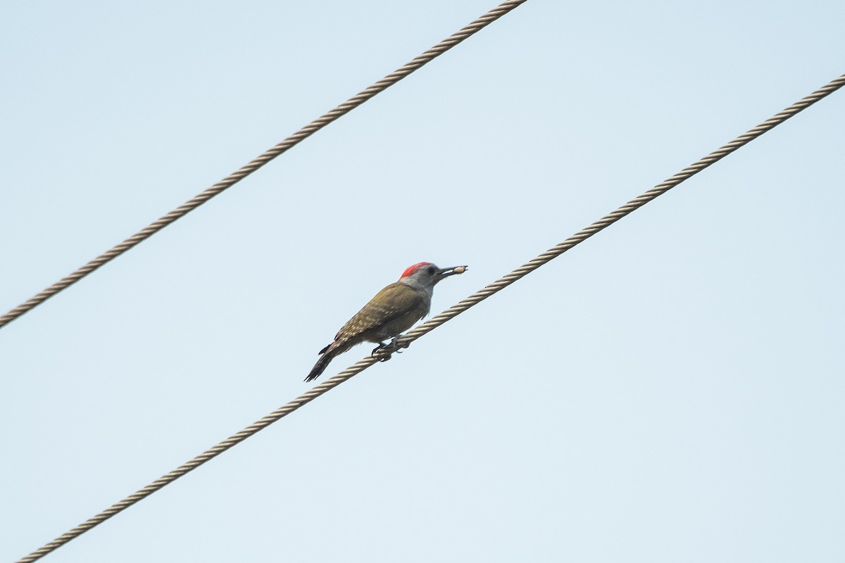 African Gray Woodpecker - Sveinung Sigbjørnsen