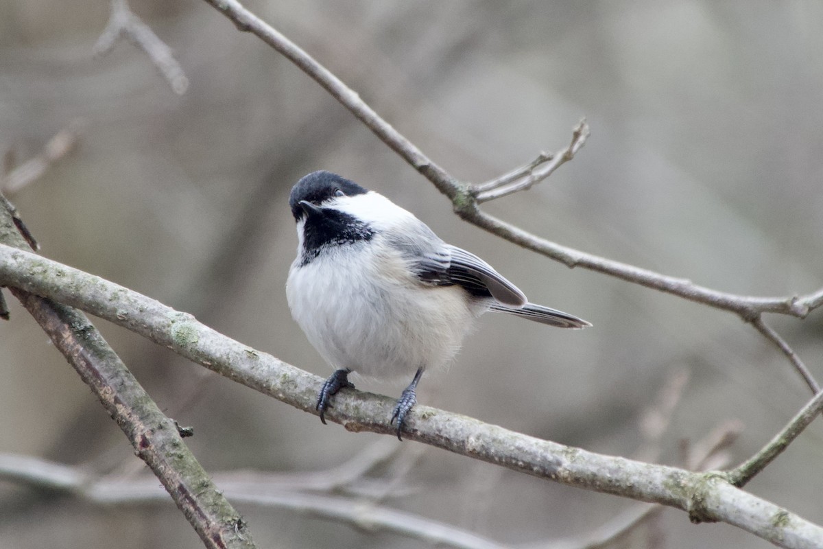 Black-capped Chickadee - Clem Nilan