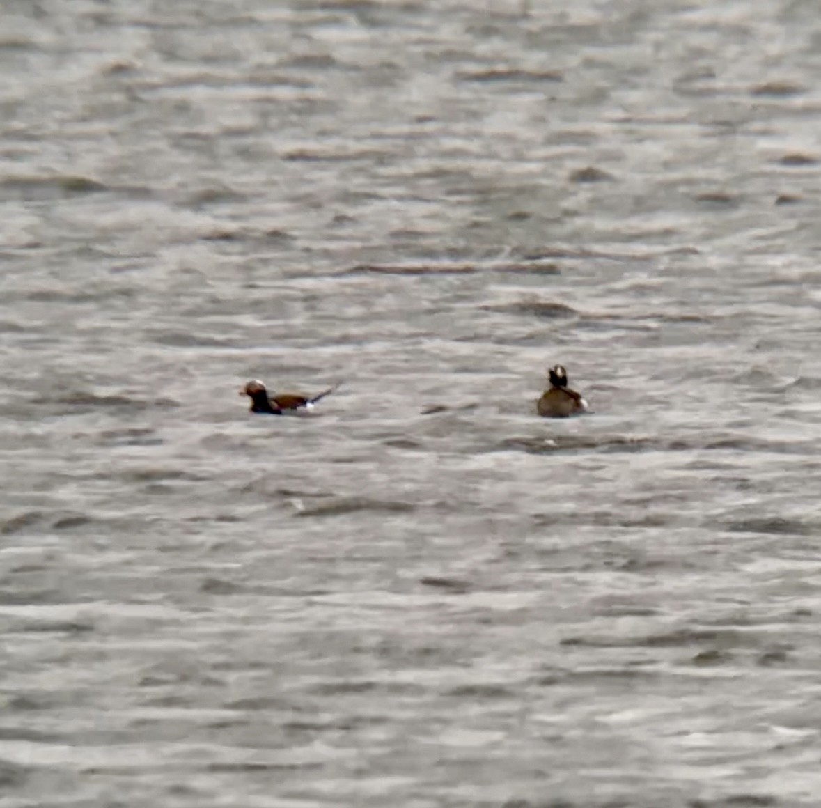 Long-tailed Duck - Jeff Kenney