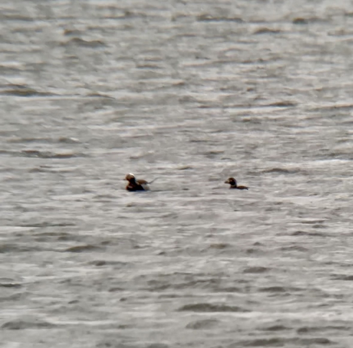 Long-tailed Duck - Jeff Kenney