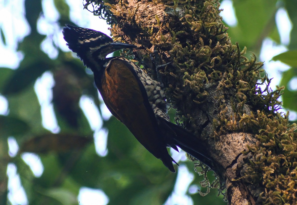 Common Flameback - ML616587781