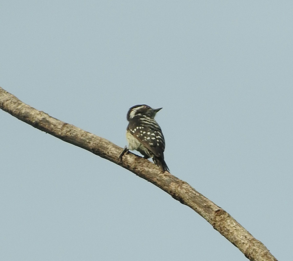 Brown-capped Pygmy Woodpecker - ML61658781