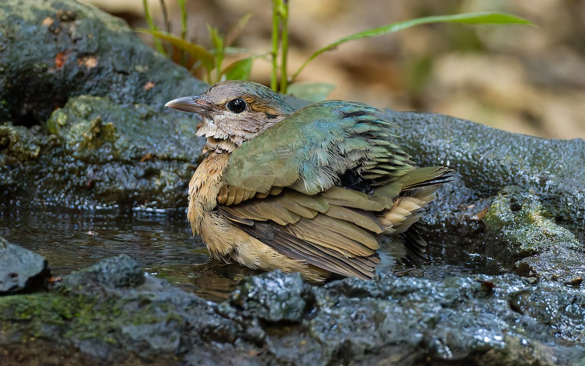 Blue-rumped Pitta - Peter Kennerley