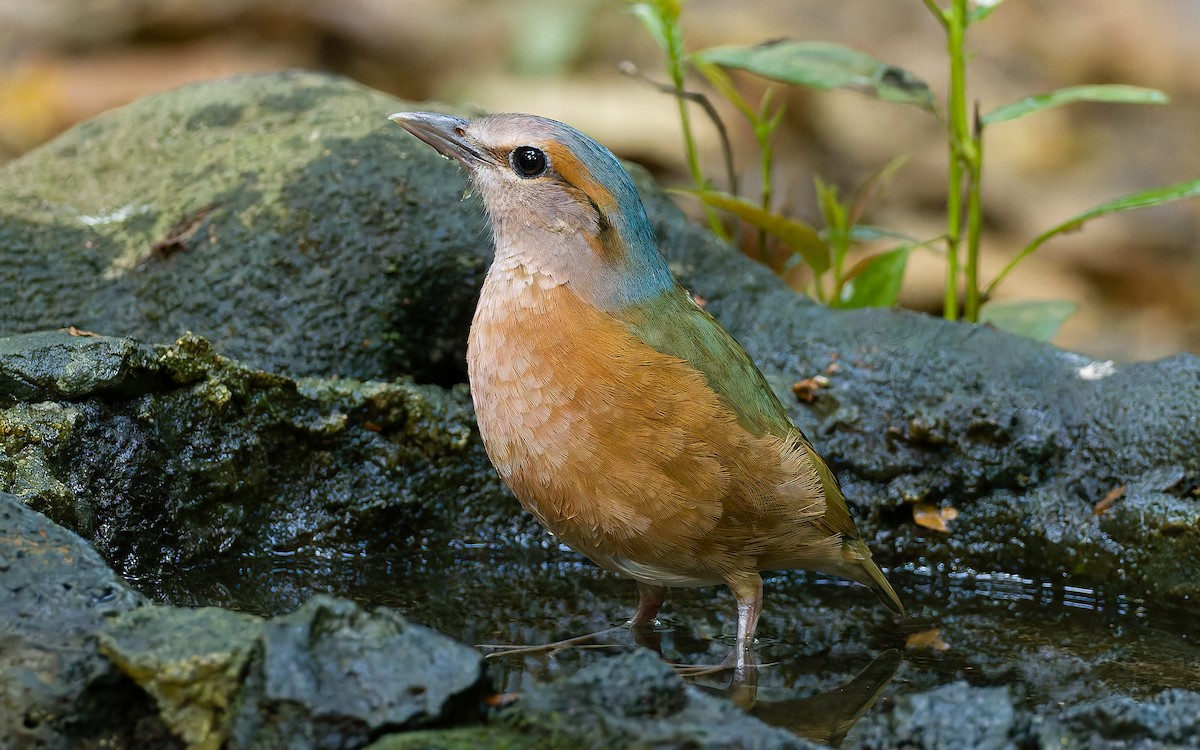 Blue-rumped Pitta - Peter Kennerley