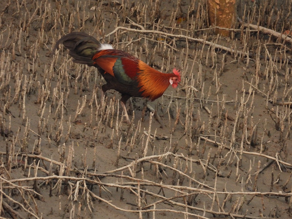 Red Junglefowl - ML616587889