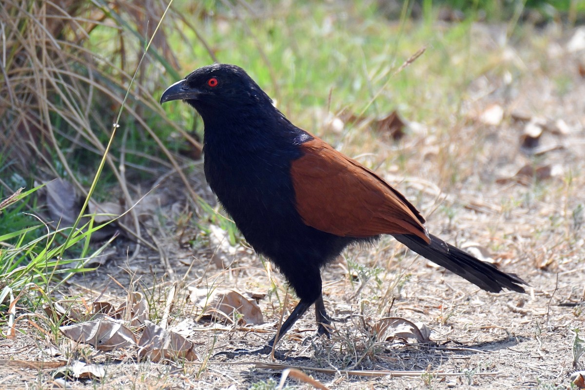Greater Coucal - ML616587906