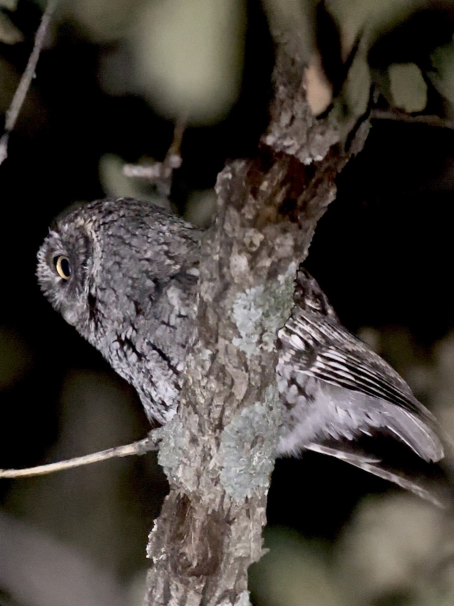 Whiskered Screech-Owl - ML616587925