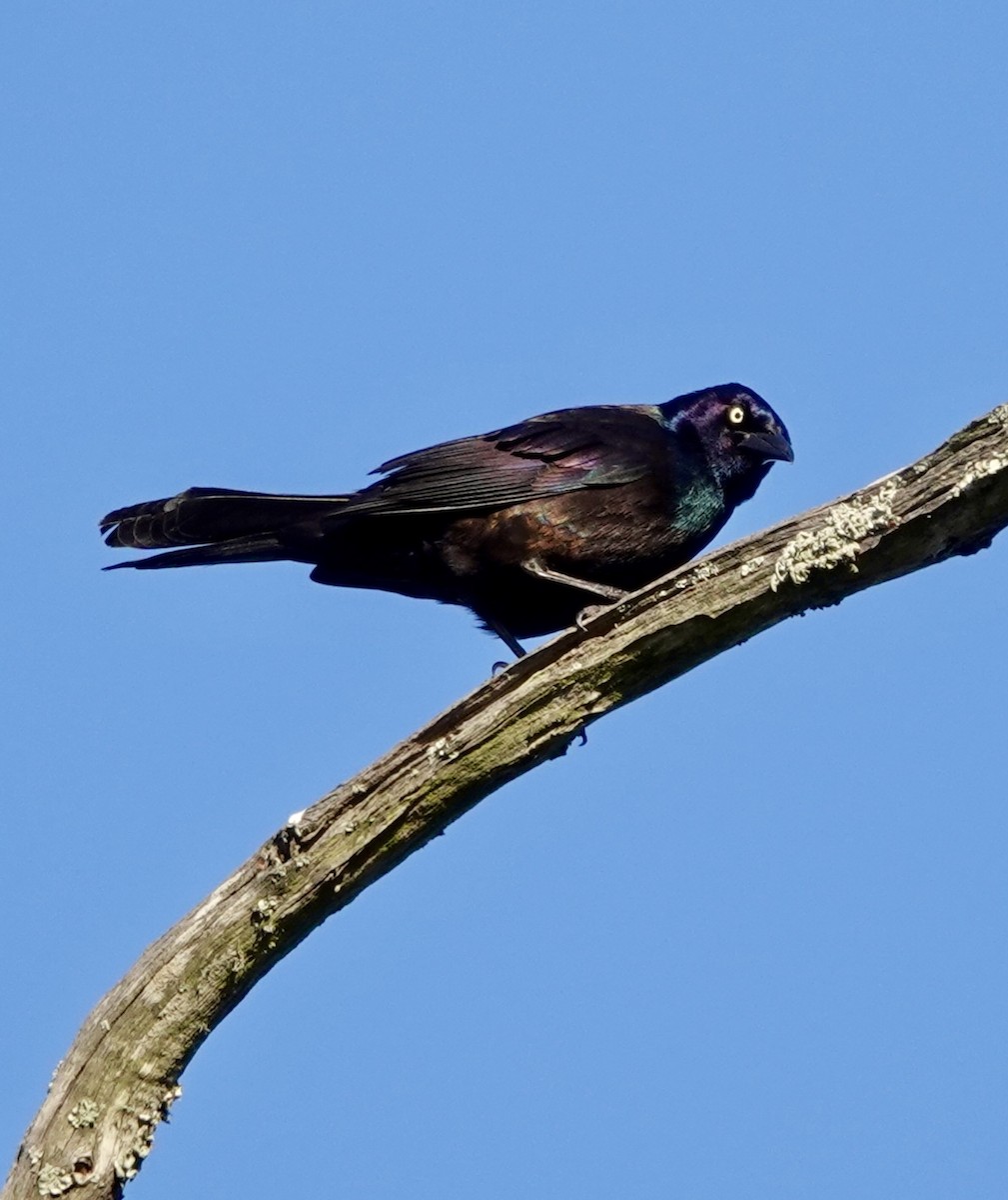 Zanate Común - ML616587935