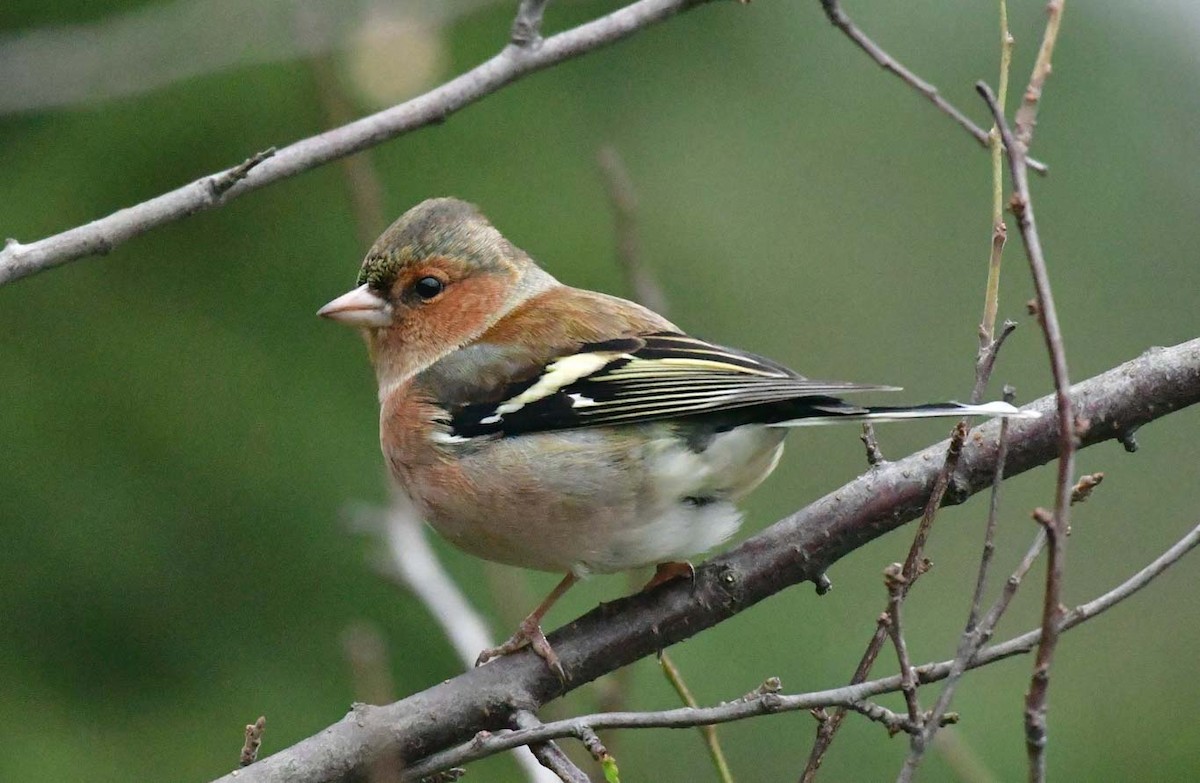 Common Chaffinch - ML616587945