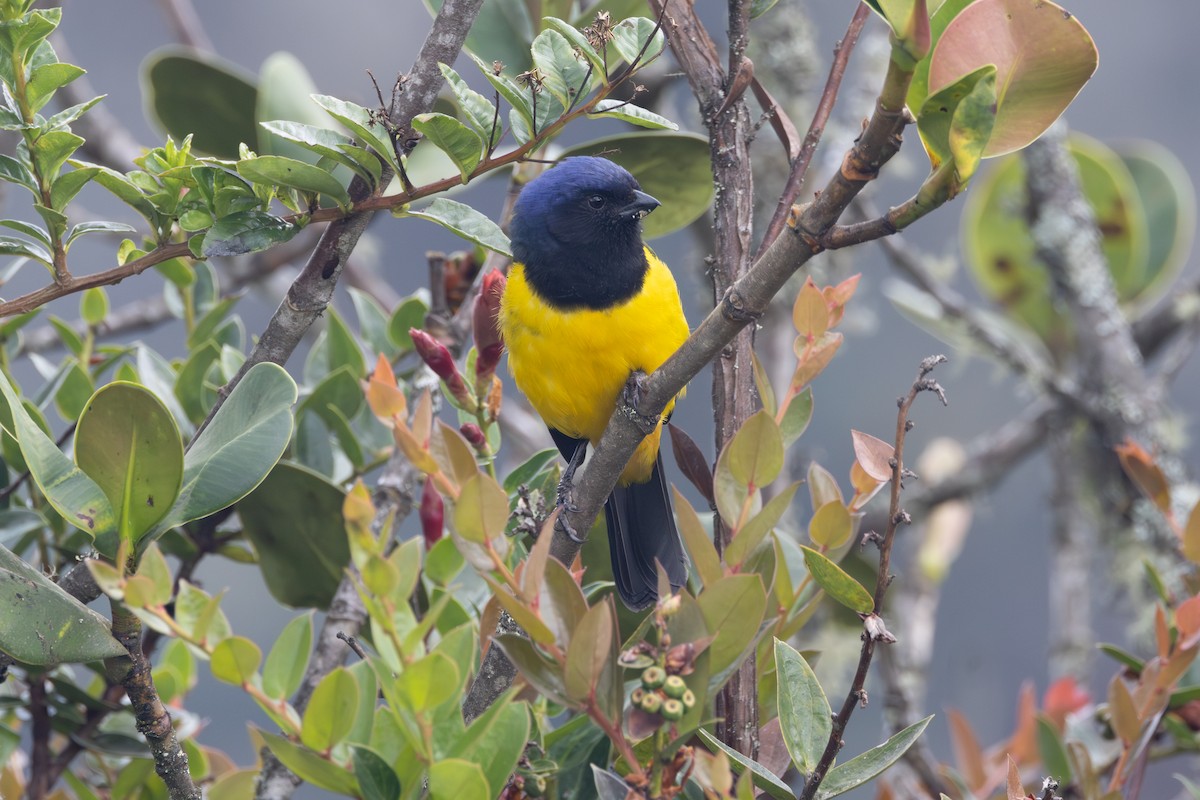 Black-chested Mountain Tanager - R M