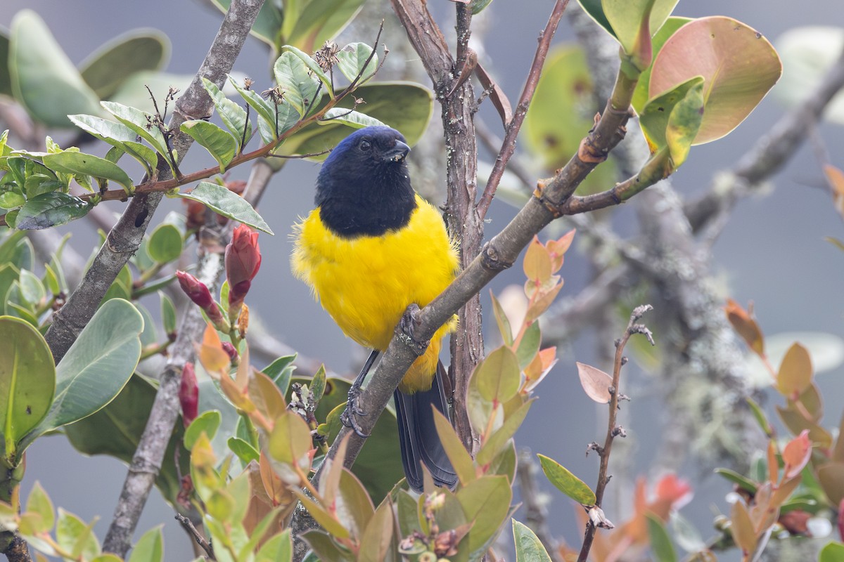 Black-chested Mountain Tanager - R M