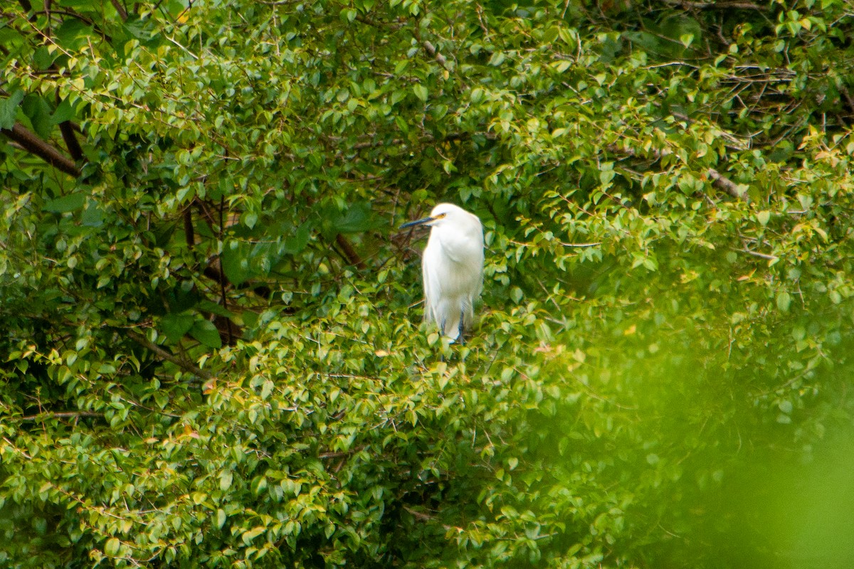 Snowy Egret - ML616588058