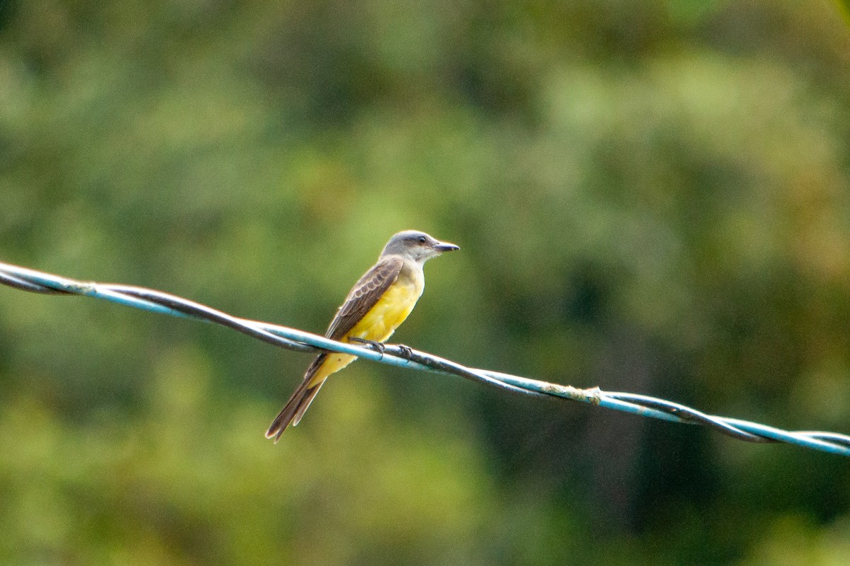 Tropical Kingbird - ML616588106