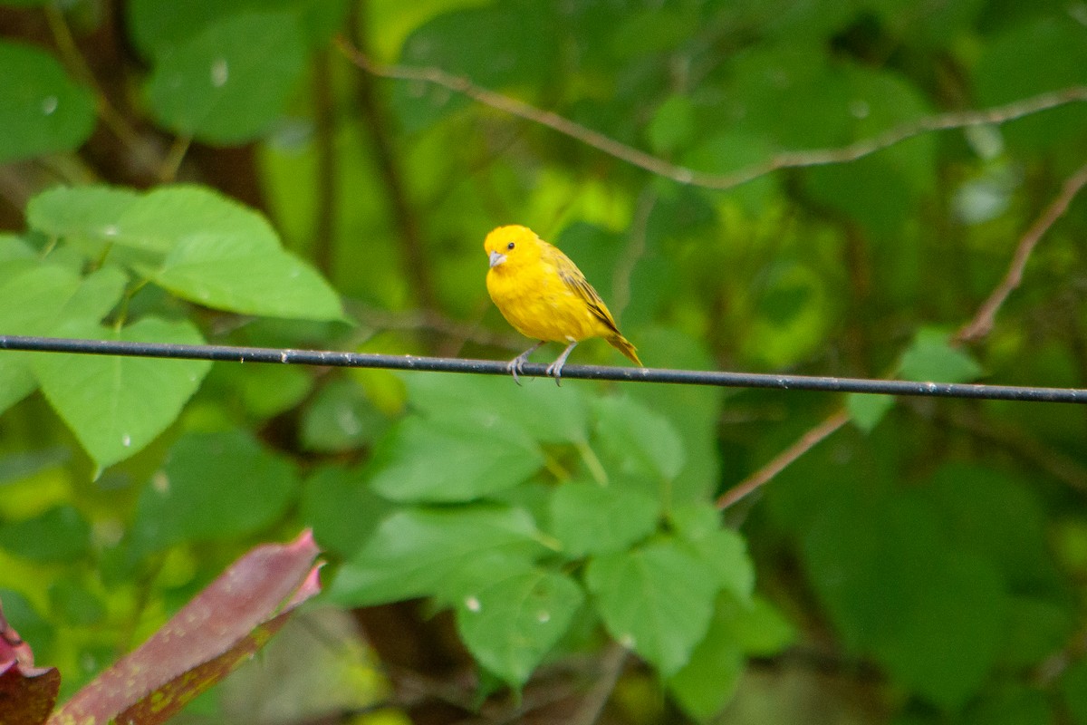 Saffron Finch (Pelzeln's) - ML616588110