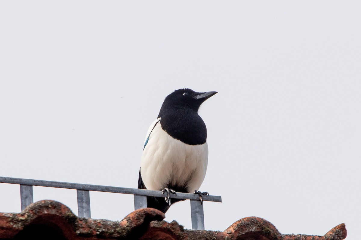 Eurasian Magpie - ML616588111