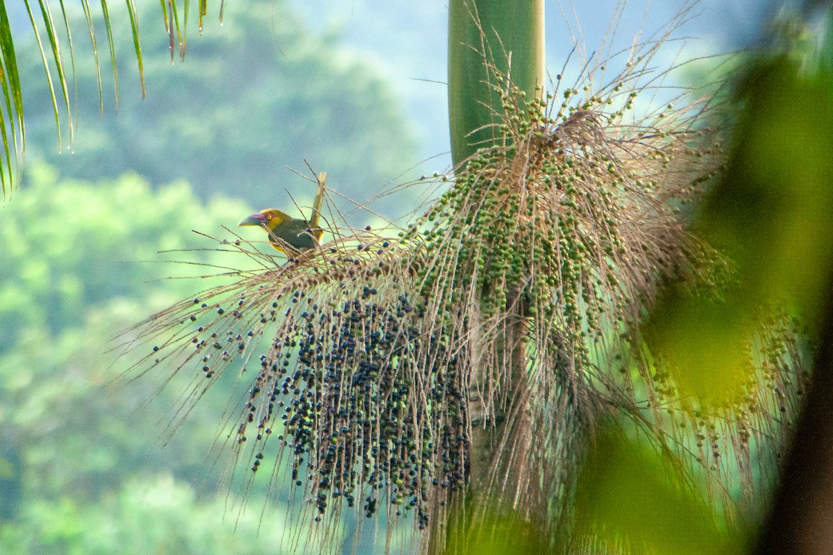 Saffron Toucanet - ML616588137