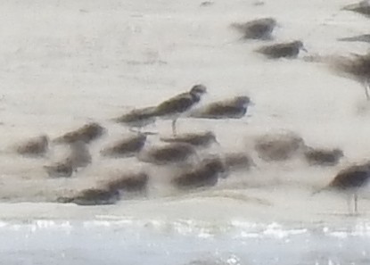 plover sp. - ML616588157