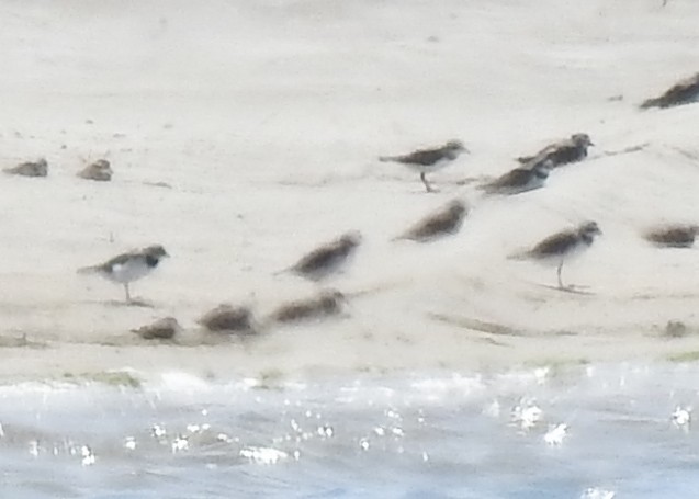 plover sp. - ML616588158