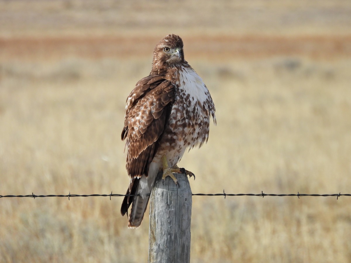 Zapelatz buztangorria - ML616588172