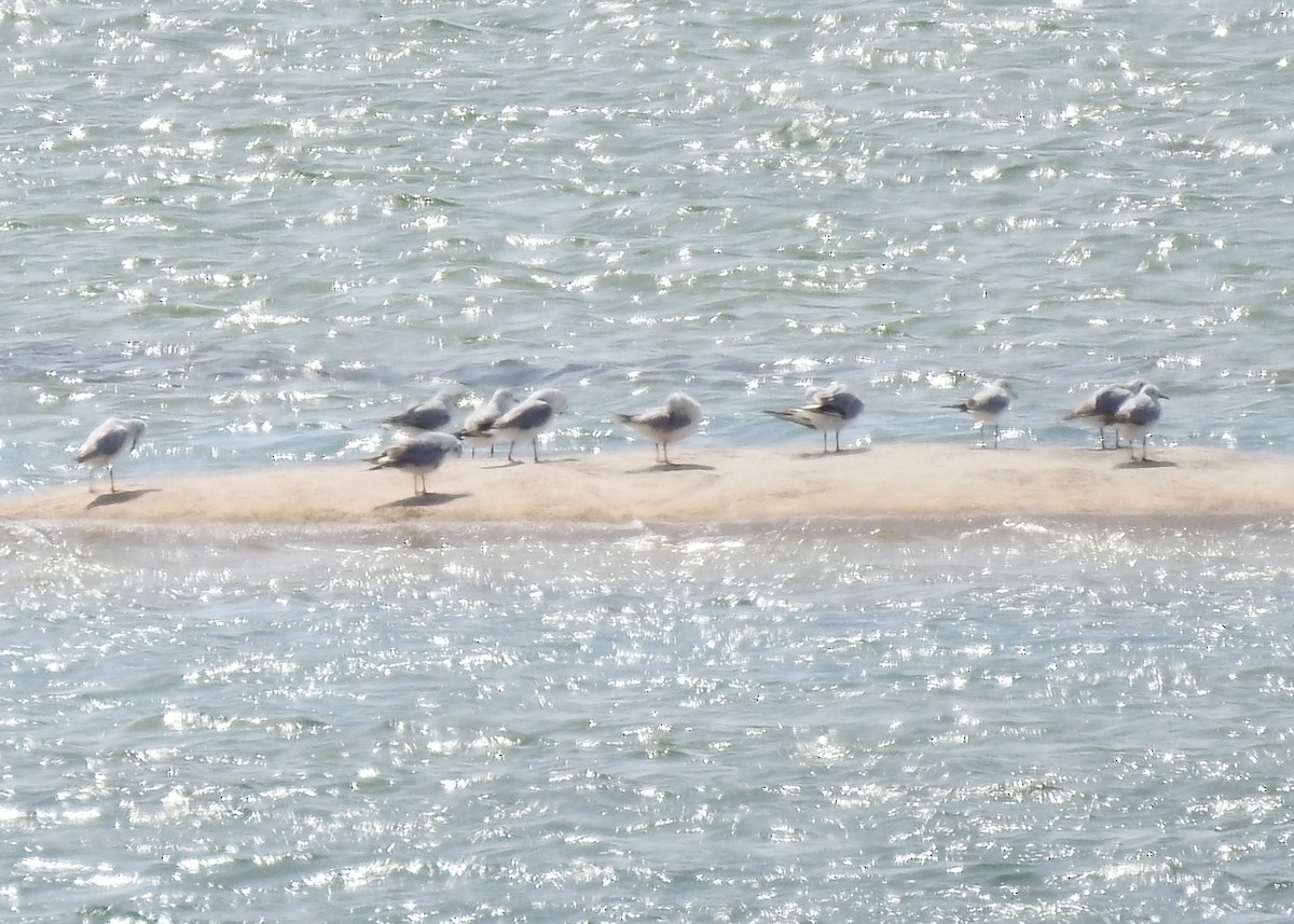 Mouette rieuse - ML616588190