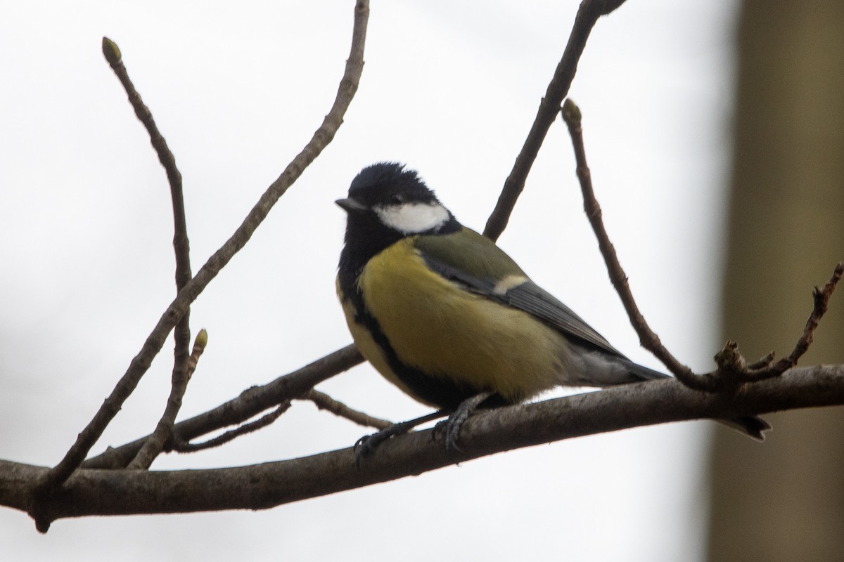 Great Tit - ML616588220