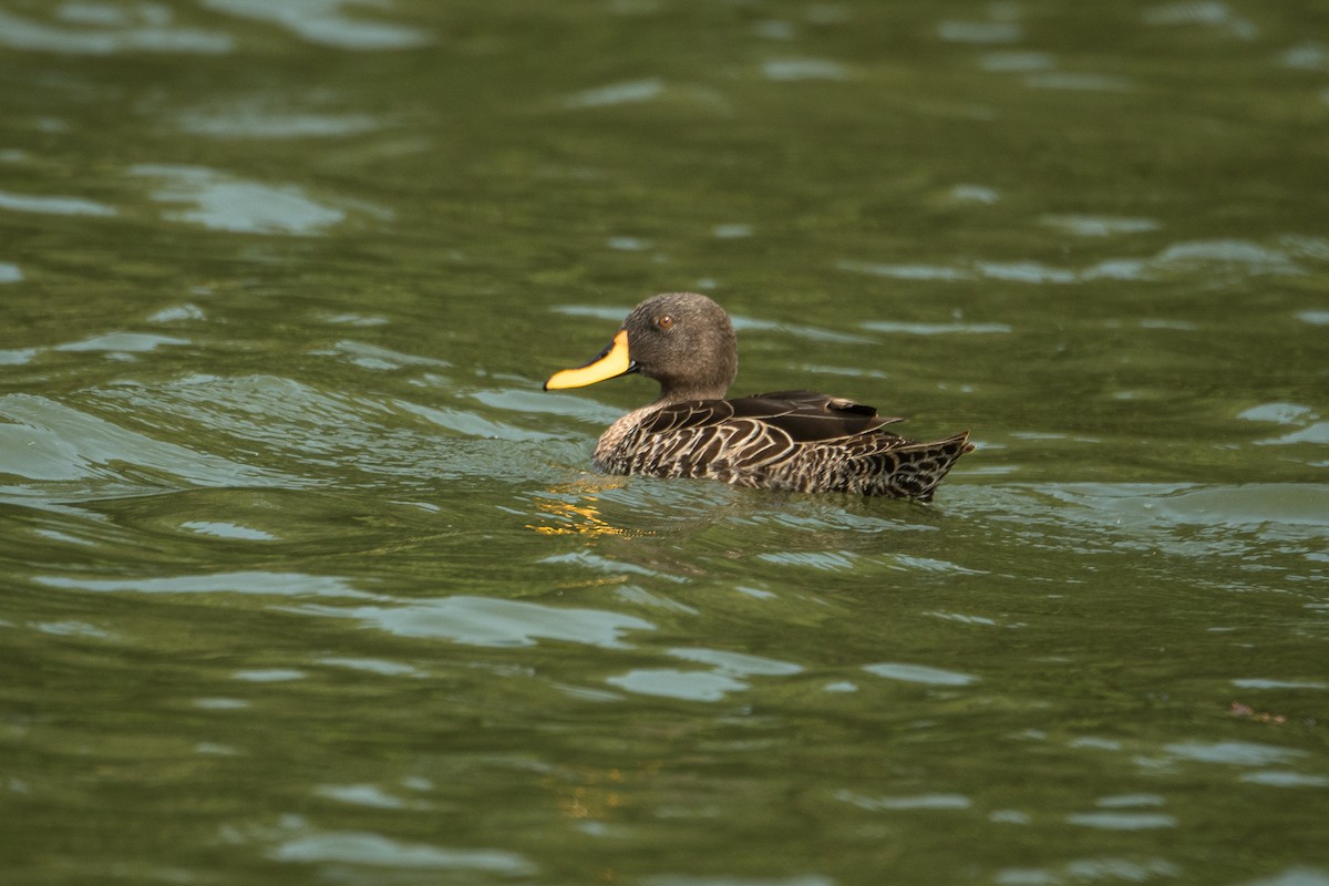 Yellow-billed Duck - ML616588241