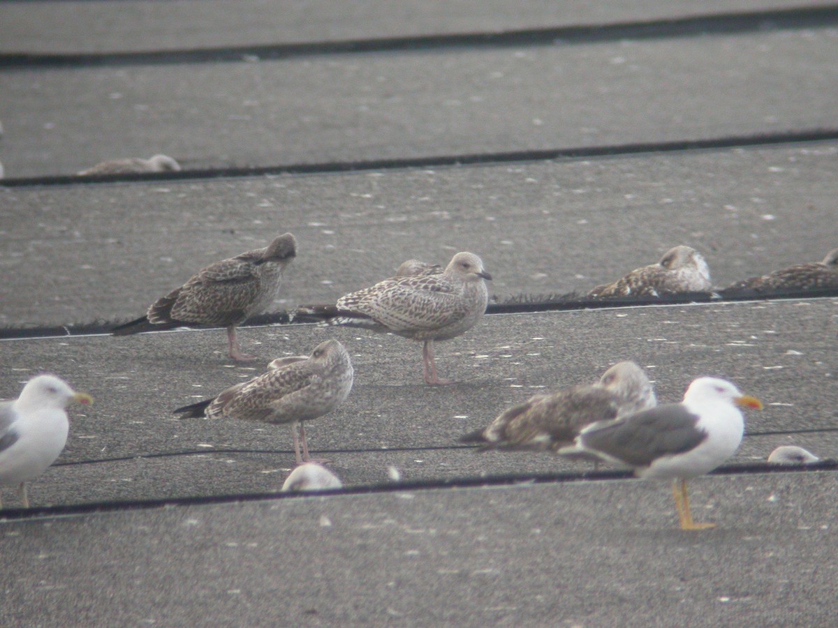 Herring Gull - ML616588275