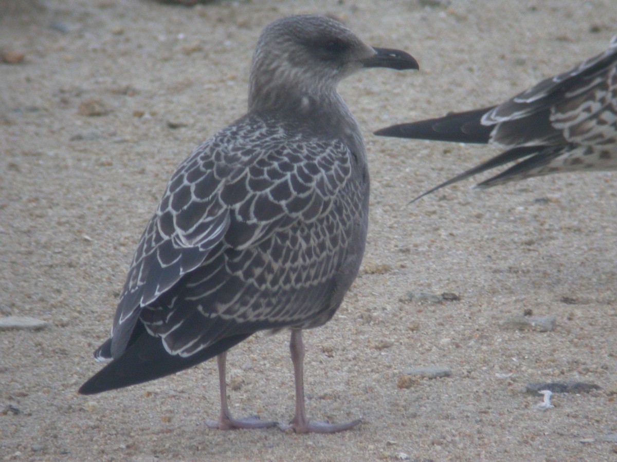 gull sp. - Daniel López-Velasco | Ornis Birding Expeditions