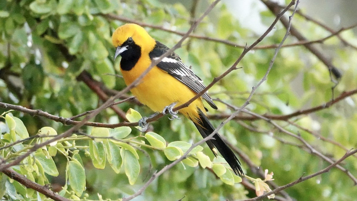 Hooded Oriole - Quentin Brown