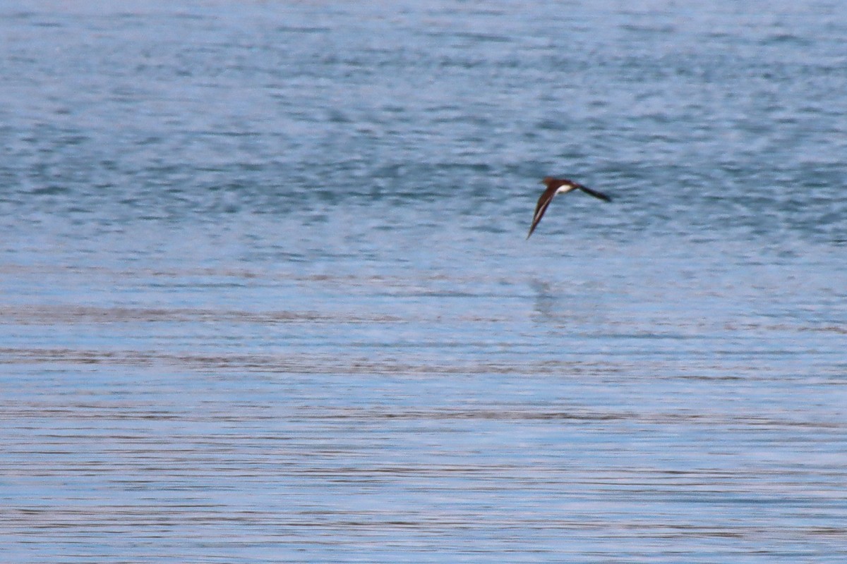 Common Sandpiper - ML616588314