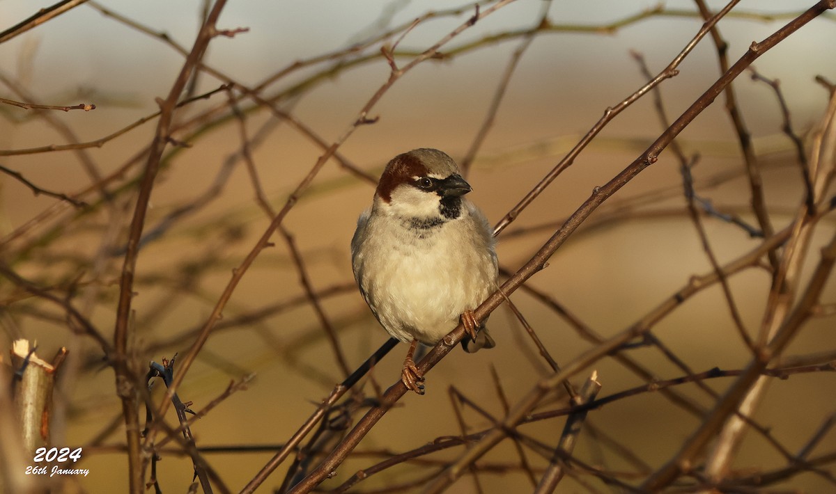 House Sparrow - Pete Merchant