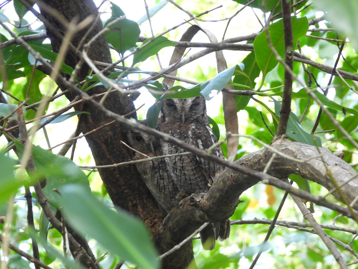 Tropical Screech-Owl - ML616588394