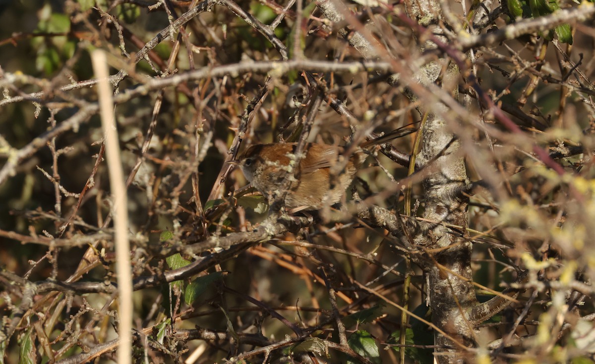 Cetti's Warbler - ML616588403