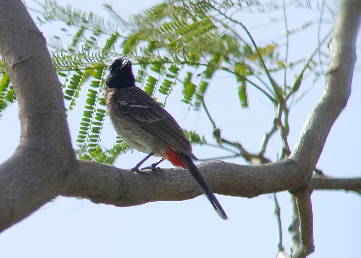 Red-vented Bulbul - ML616588421