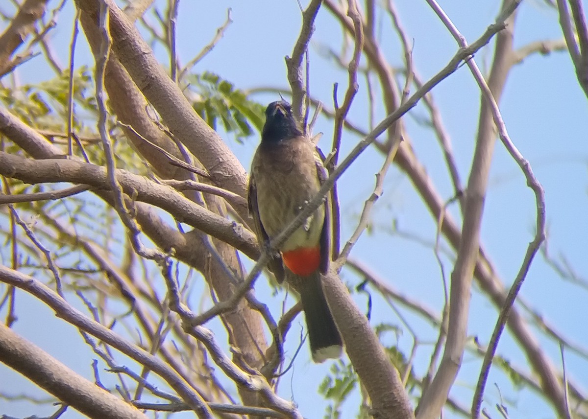Red-vented Bulbul - ML616588422
