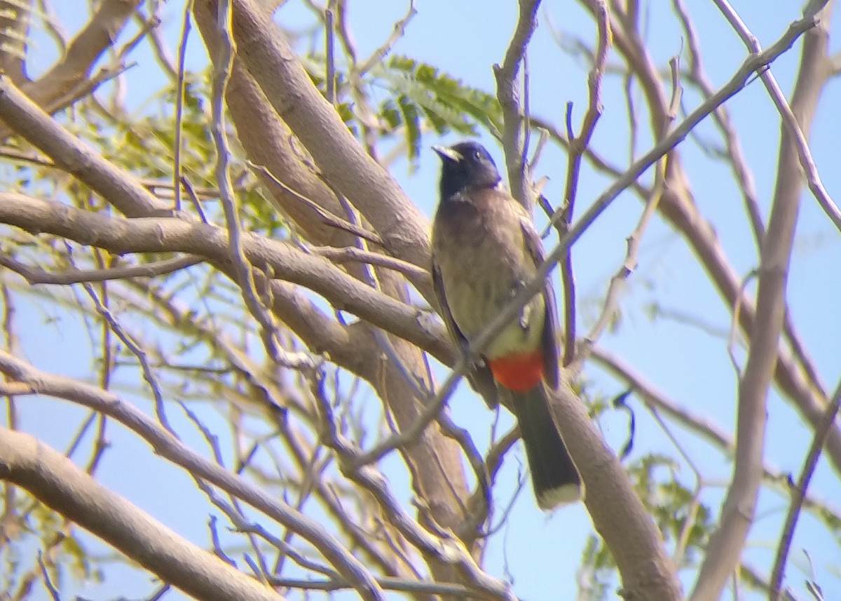 Red-vented Bulbul - ML616588423