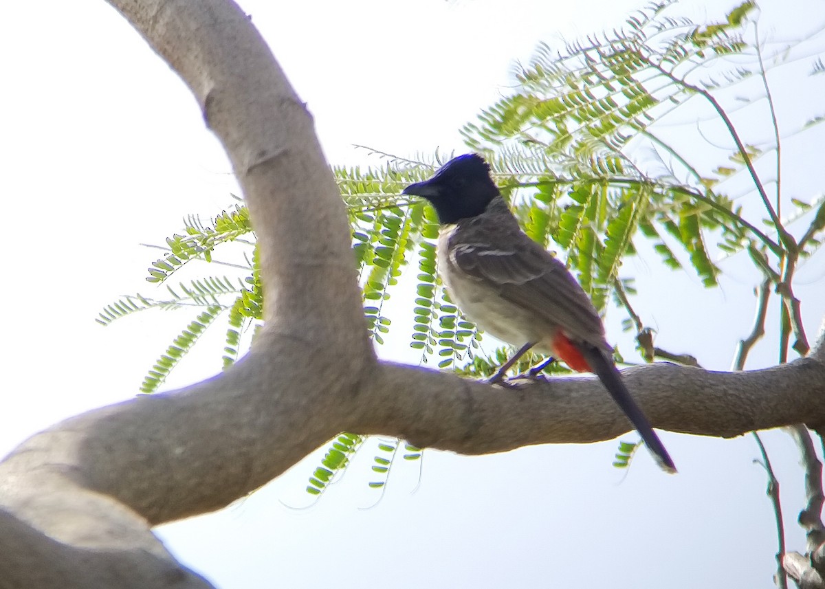 Red-vented Bulbul - ML616588424