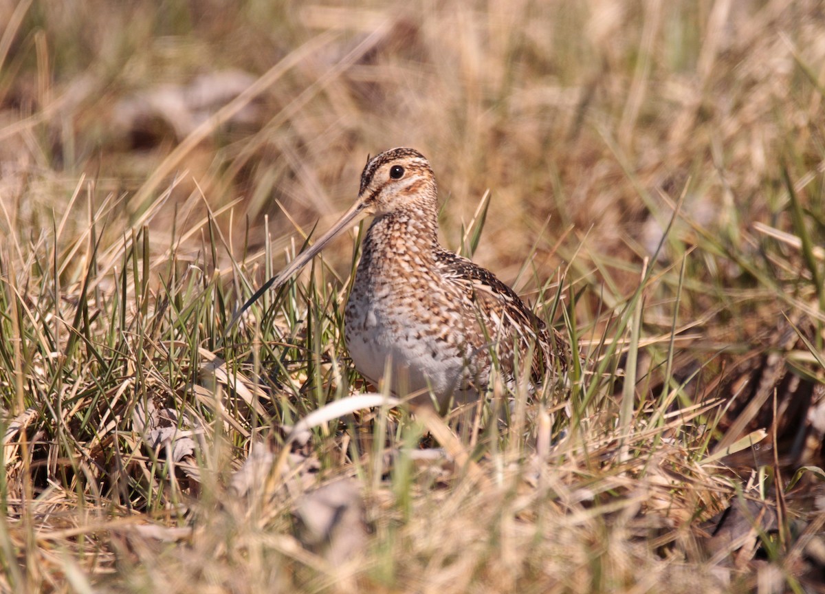 Wilson's Snipe - ML616588457