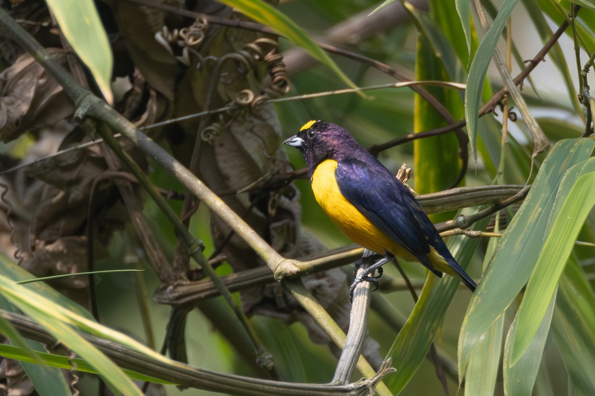 Velvet-fronted Euphonia - R M