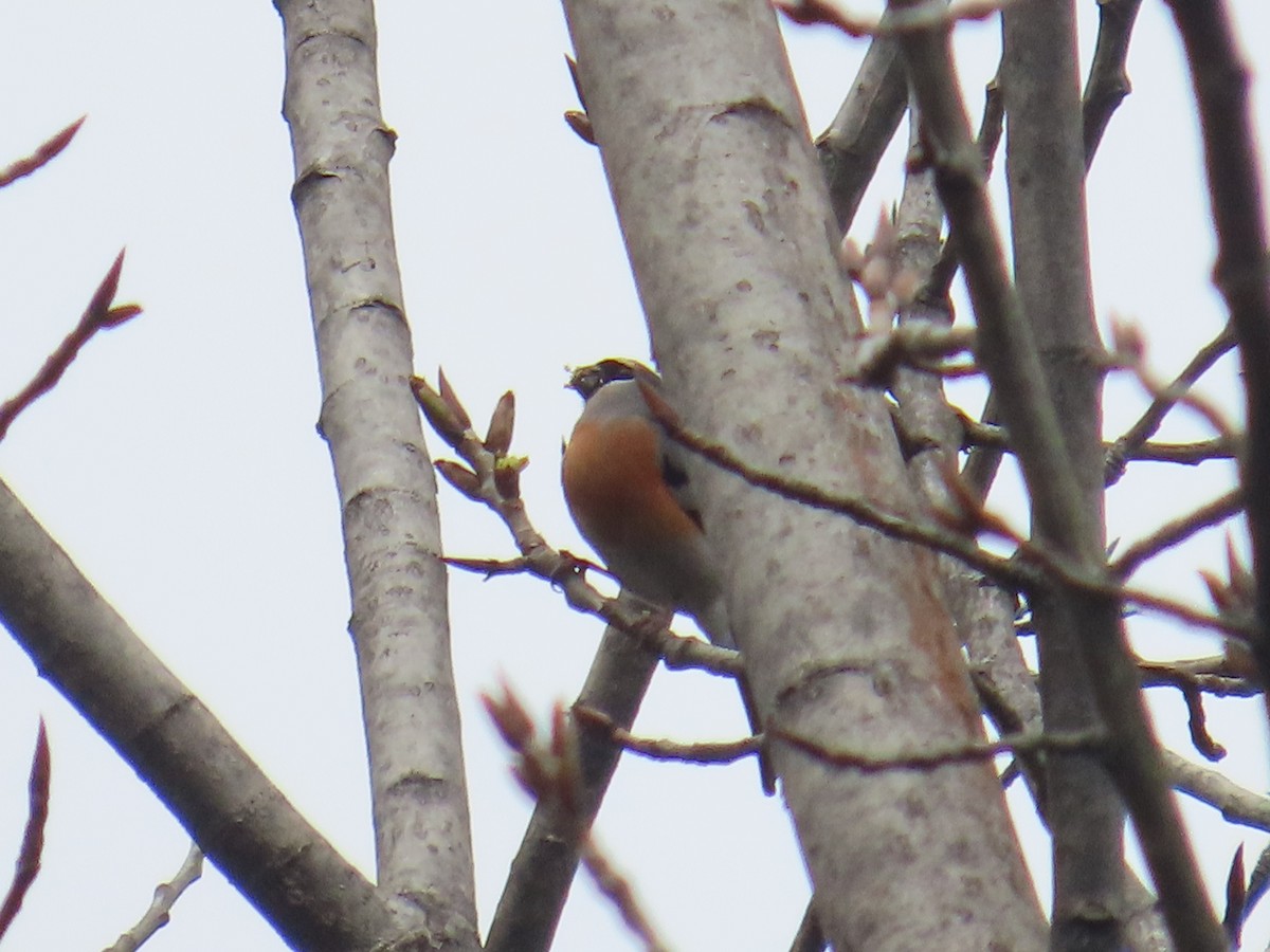 Gray-headed Bullfinch - Latha Raghavendra