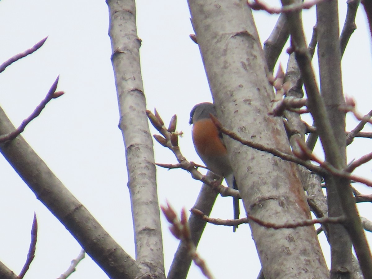 Gray-headed Bullfinch - Latha Raghavendra